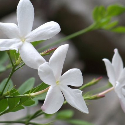 عبق الياسمين